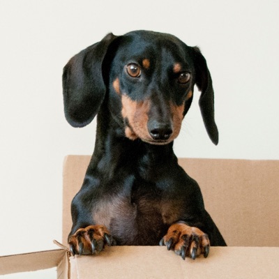 Peanut, the dachshund