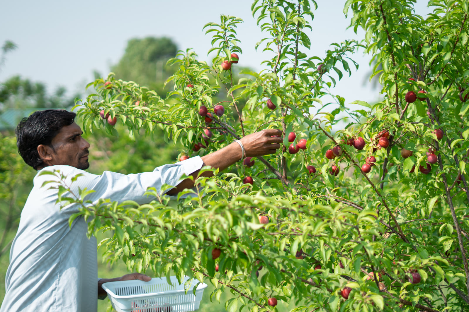 Picking fruit off a tree in the orchard