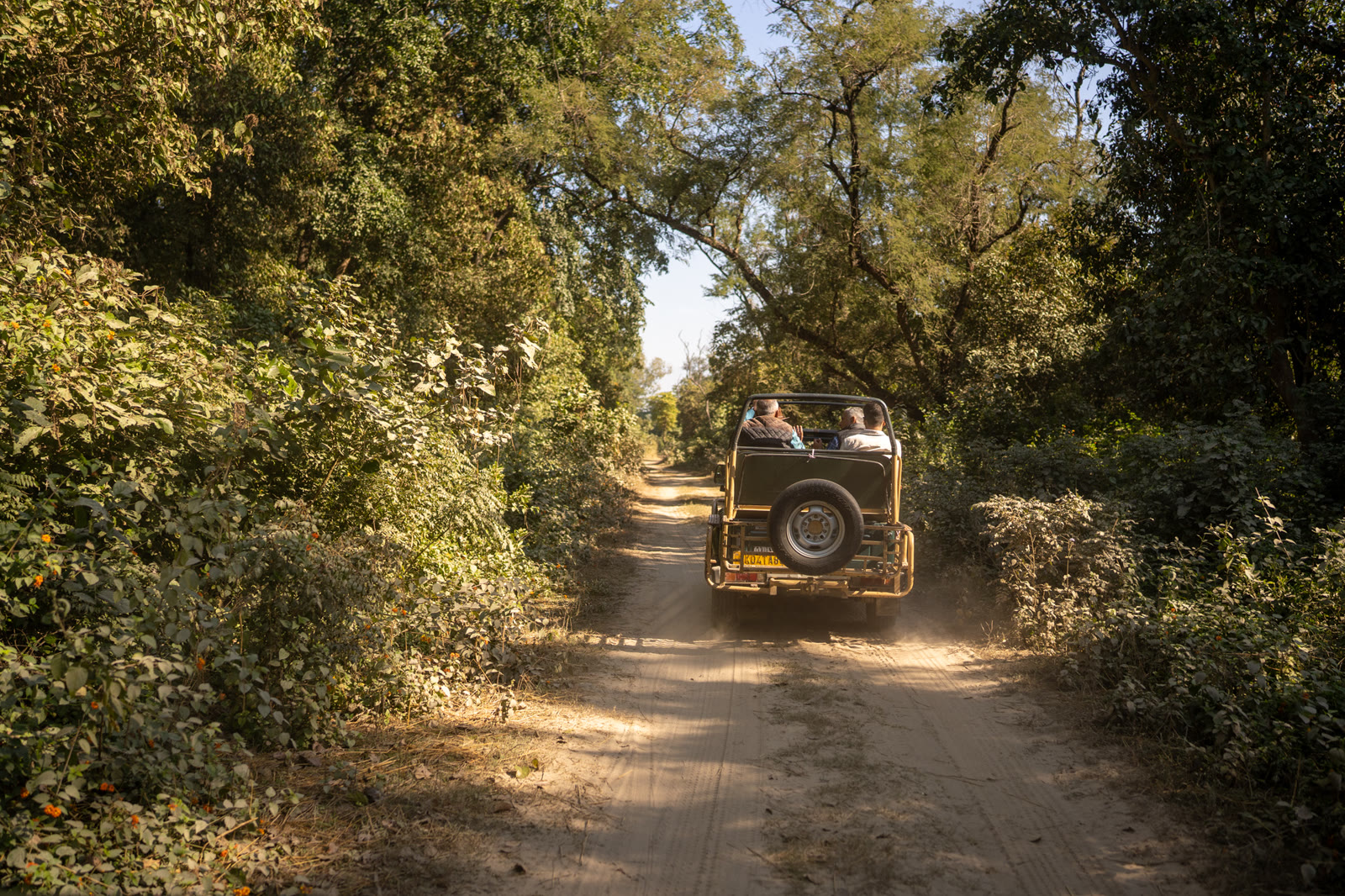 An open safari jeep on a sandy track through the forest